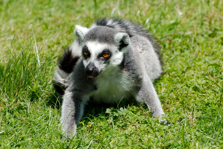 Single ring-tailed lemurの写真素材