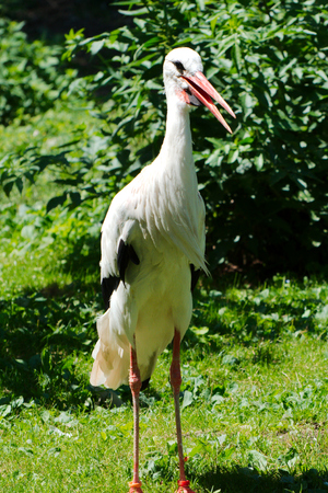 Single white storkの写真素材