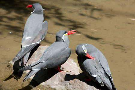 Three birds in summerの写真素材