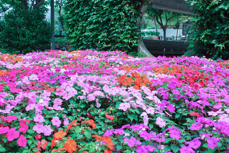 Ipomoea flowers in Macaoの写真素材