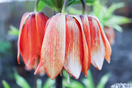 Red Flower of Grouse Imperial on mayの写真素材