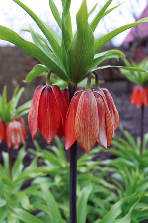 Red Flower of Grouse Imperial on mayの写真素材