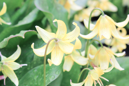 Flower of adderの写真素材