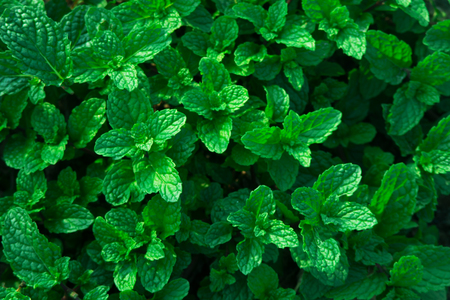 peppermint leavesの写真素材