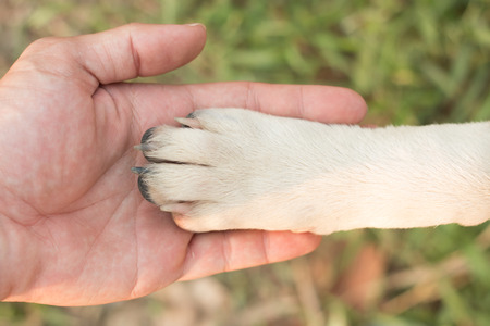 Friendship between human and dogの写真素材
