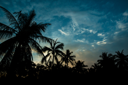Silhouette coconut palm trees on beach at sunsetの写真素材