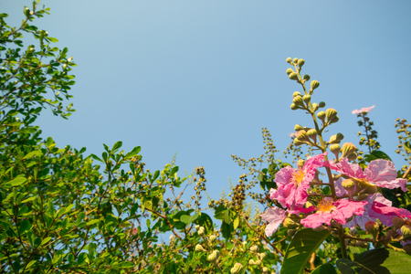 Flowers blossomの写真素材