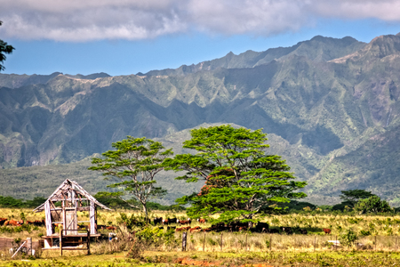 Lush green environment for rasing cattle on the tropical island of kausiの写真素材