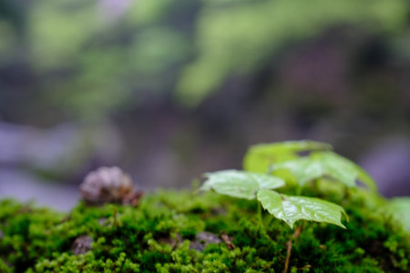Green moss in the forest with blurred background. Selective focus.