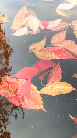 Autumn leaves on the water