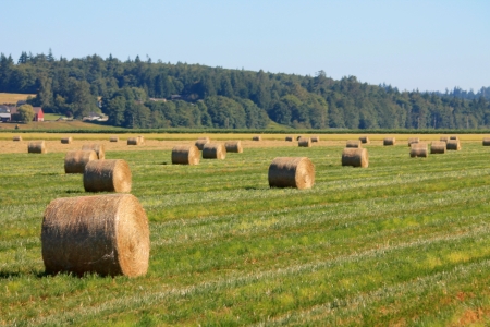 Fresh round bales of hay ready to be loaded into the barn in rural Washington stateの写真素材