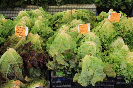Varieties of lettuce offered for sale at a farmer's market in the Pacific Northwestの写真素材