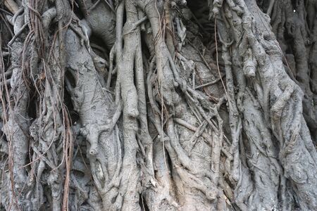 Gnarly gray tangled tree roots abstract natural background texture