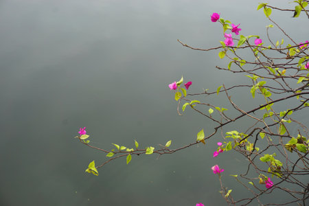 Bougainvillea flowers in silhouette against a dark gray water background in Southeast Asia.