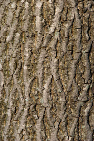 Tree bark background close up