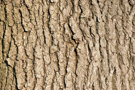 Tree bark background cracked and texturedの写真素材