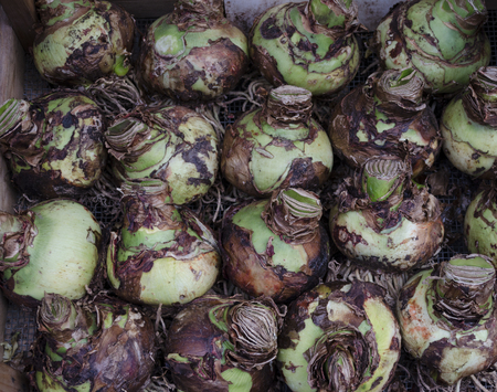 A group selection of Lambada variety Amaryllis or hippeastrum  bulbs.の写真素材