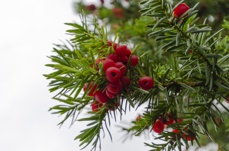 A close view of red berries on a fir tree with a festive feel. の写真素材