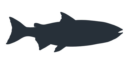 Salmon fish silhouette. Hand drawn vector illustration of fish isolated on white background.のイラスト素材