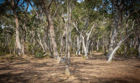 There's nothing like a walk among the gum trees. This is a great part of the Belanglo State Forest about 150km south-west of Sydney, Australia.の写真素材