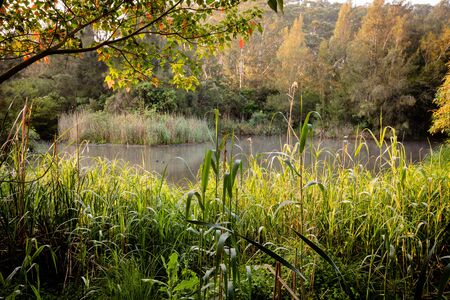 A typical open woodland in Sydney, Australia taken during the winter month of August.の写真素材
