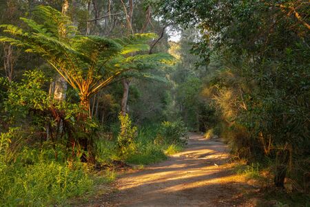A typical open woodland in Sydney, Australia taken during the winter month of August.の写真素材
