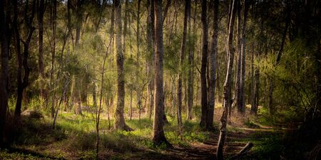 A typical open woodland in Sydney, Australia taken during the winter month of August.