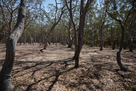 There's nothing like a walk among the gum trees. This is a great part of the Belanglo State Forest about 150km south-west of Sydney, Australia.の写真素材