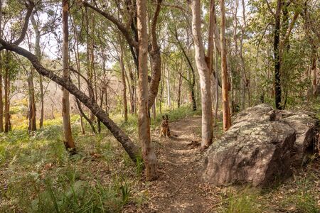 A typical open woodland in Sydney, Australia taken during the winter month of August.の写真素材