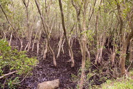 The tide is out on the mangroves growing on the Georges River, Sydney, Australia.の写真素材