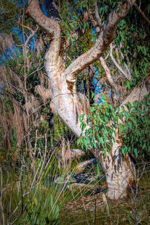 A typical open woodland in Sydney, Australia taken during the winter month of August.の写真素材
