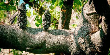 A typical open woodland in Sydney, Australia taken during the winter month of August.の写真素材