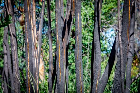 A typical open woodland in Sydney, Australia taken during the winter month of August.の写真素材