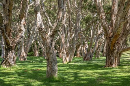 The melaleucas tree, better known as "Paperbark" is found in the many rainforests in Australia.の写真素材