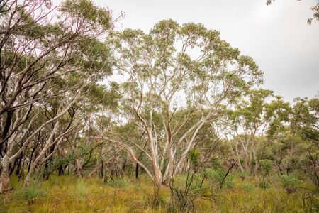 A typical open woodland in Sydney, Australia taken during the winter month of August.の写真素材