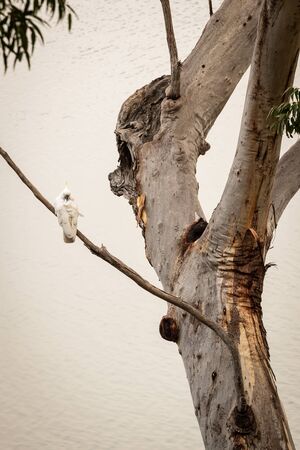 A typical open woodland in Sydney, Australia taken during the winter month of August.の写真素材