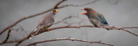 Noisy Miner meets Dollar Bird