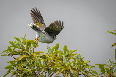A Noisy Miner launching himself off a green shrub.