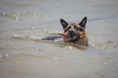A German Shepherd Dog likes nothing more than a day at the beach.の写真素材