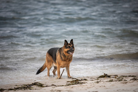 A German Shepherd Dog likes nothing more than a day at the beach.の写真素材