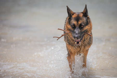 A German Shepherd Dog likes nothing more than a day at the beach.の写真素材