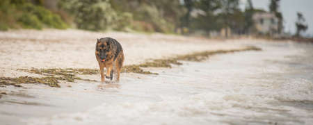 A German Shepherd Dog likes nothing more than a day at the beach.の写真素材