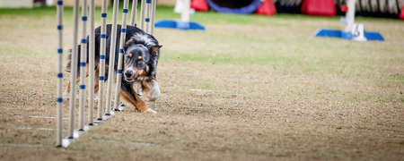 These dogs and their owners need to be fit to compete in these agility competitions.
