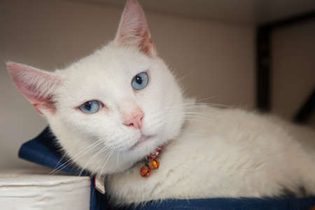 A beautiful, mischievous, intelligent cat looking at the camera.の写真素材