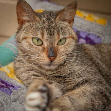A beautiful, mischievous, intelligent cat looking at the camera.の写真素材