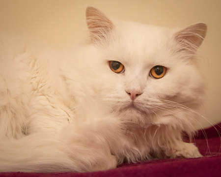 A beautiful, mischievous, intelligent cat looking at the camera.の写真素材