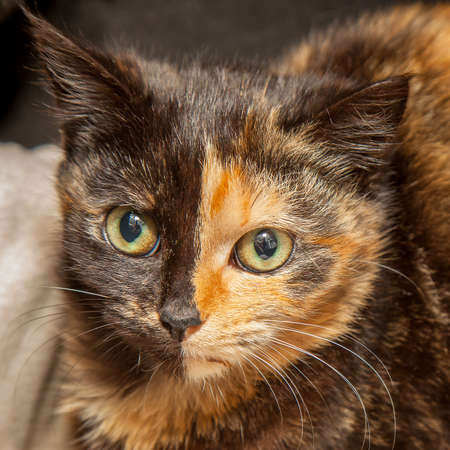 A beautiful, mischievous, intelligent cat looking at the camera.の写真素材
