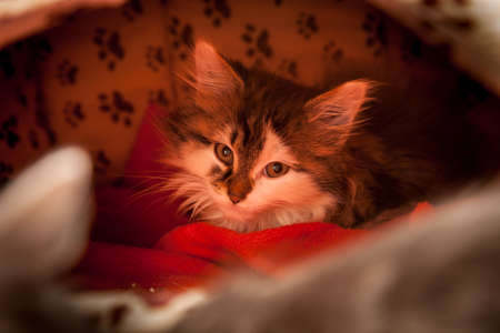 A beautiful, mischievous, intelligent cat looking at the camera.の写真素材