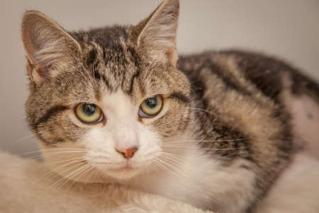 A beautiful, mischievous, intelligent cat looking at the camera.の写真素材