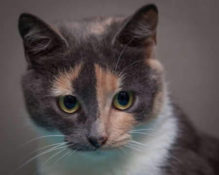 A beautiful, mischievous, intelligent cat looking at the camera.の写真素材
